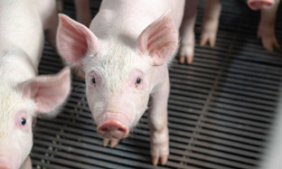 Bioseguridad en la granja